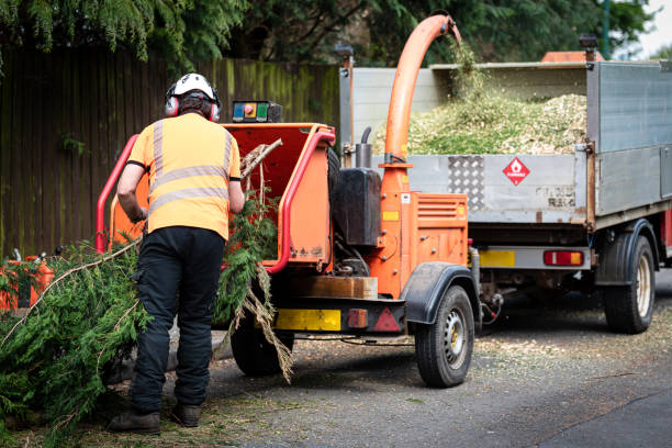 Best Lawn Pest Prevention  in Elida, OH